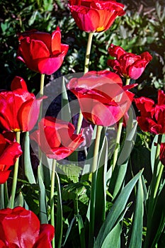 Beautiful red tulips in a morning sunlight