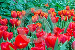 Beautiful Red tulips with Spring background