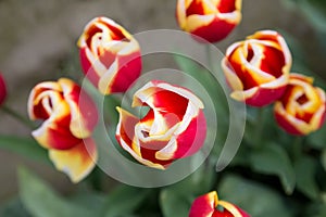 Beautiful red tulips with white and yellow tipped petals seen from above