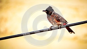 Beautiful Red Vented Bulbul