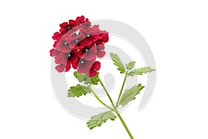 Beautiful Red Verbena