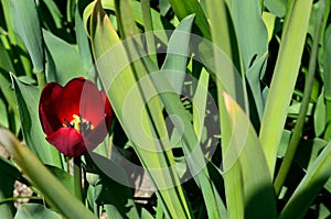 Beautiful red vibrant Allium aflatuense, also known as purple sensation flower in summer