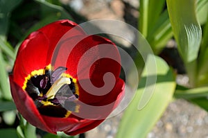 Beautiful red vibrant Allium aflatuense, also known as purple sensation flower in summer