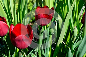 Beautiful red vibrant Allium aflatuense, also known as purple sensation flower in summer