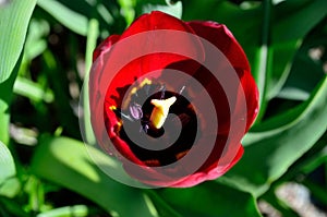 Beautiful red vibrant Allium aflatuense, also known as purple sensation flower in summer