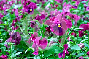 Beautiful red viola flowers latin name - Viola wittrockiana in the violet family Violaceae