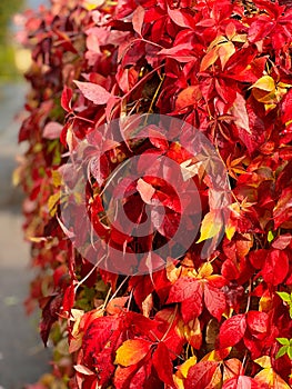 Beautiful red Virginia creeper ivy during autumn in the sunshine after rain