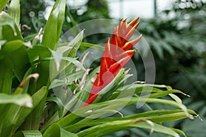 Beautiful red Vriesea floweringup