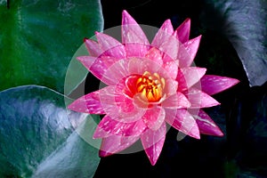 Beautiful red water lily flower in the lake .Nymphaea reflection in the pond