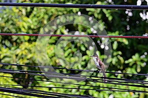 Beautiful red-whiskered bulbul bird hold dragonfly in mouth