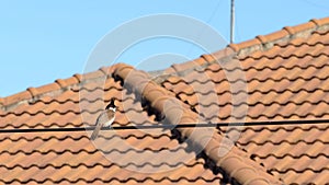 Beautiful red-whiskered bulbul bird with rooftop in the background