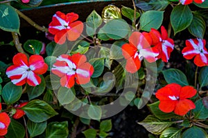 Beautiful red-white balsamins flowers blooming in the garden