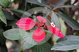 Beautiful red and white Christmas flower plants