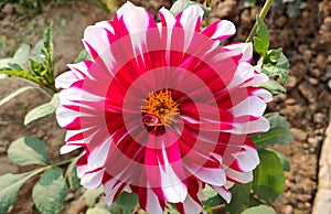 Beautiful Red And White Dahlia Flower photo
