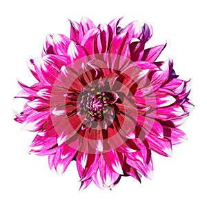 Beautiful red white dahlia. Isolated on white in the background