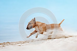 Beautiful red and white dog breed mini bull terrier running along the beach