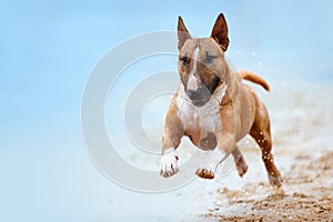 Beautiful red and white dog breed mini bull terrier