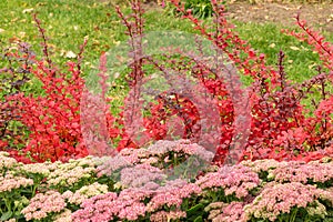 Beautiful red and white flowers sedum telephium with green leaves are on the background of red barberry bushes in a garden in