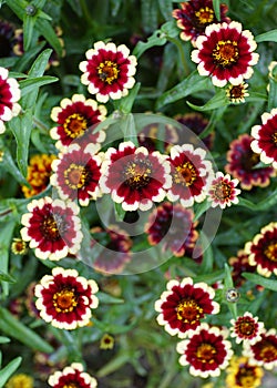 Beautiful red and white `Jazzy Group` zinnia flower