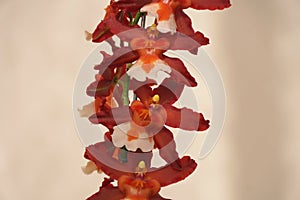 Beautiful red and white Oncostele Hilo Firecracker New Year orchids