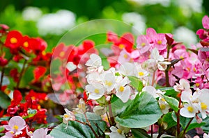 Beautiful red, white and pink Semperflorens Begonia blooming flowers in a spring season at a botanical garden.