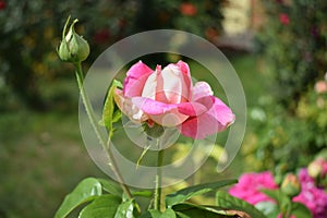 Beautiful red and white rose Bush in the garden