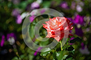 Beautiful red-white rose with dew drops on colorful natural background photo