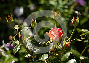 Beautiful red-white rose with one flower and several buds on colorful natural background photo