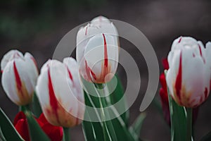 Beautiful red and white striped tulips. Pink Tulip. Flowers grow in a flower bed in spring