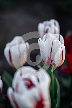 Beautiful red and white striped tulips. Pink Tulip. Flowers grow in a flower bed in spring