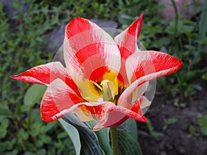 red with white stripes tulip flower of Graig Pinocchio variety on a blurred background