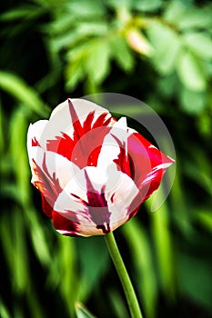 Beautiful red and white tulip