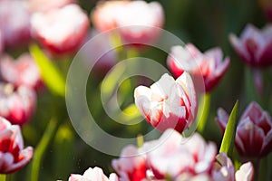 Beautiful Red white Tulip flower in close up