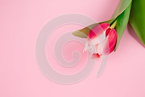 Beautiful red and white tulip on light plaster molding background with copy space. Design for greeting card - Mother's