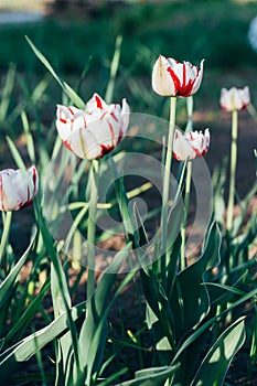 Beautiful red white tulips on the ground, garden. flower bed in spring