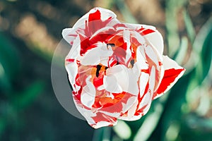 Beautiful red white tulips on the ground, garden. flower bed in spring