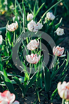 Beautiful red white tulips on the ground, garden. flower bed in spring