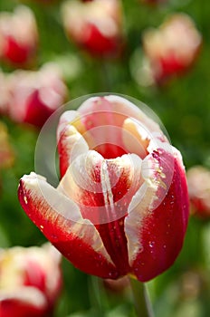 Beautiful red-white tulips variety Armani