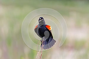 Beautiful red-winger blackbird singing in a sunny field on a blurred background