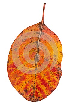 Beautiful red and yellow autumn leaf, white background, upright