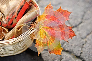 Beautiful red and yellow autumnal maple leaf