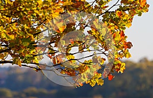 Beautiful red, yellow and brown oak leaves on branch of a tree