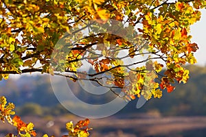 Beautiful red, yellow and brown oak leaves on branch of a tree