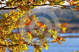 Beautiful red, yellow and brown oak leaves on branch of a tree