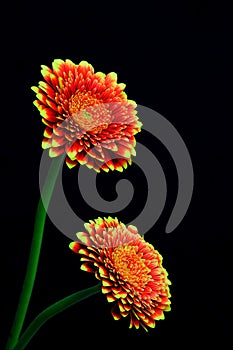 Beautiful red yellow color gerber daisy flowers on black background