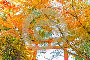 Beautiful red yellow colorful autumn maple tree leaves in november fall season travel landmark in Japan Kyoto Kansei area