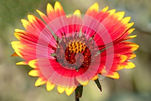 Beautiful red yellow flower scientific name Gaillardia Aristata during a sunny day. Natural nature background.