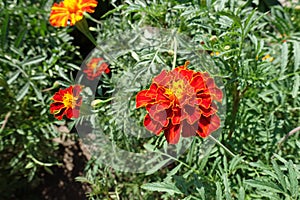 Beautiful red and yellow flowers of Tagetes patula