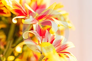Beautiful red yellow fresh chrysanthemum flowers boquet on white