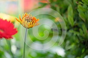 Beautiful red and yellow gerbera daisy flower in the garden for